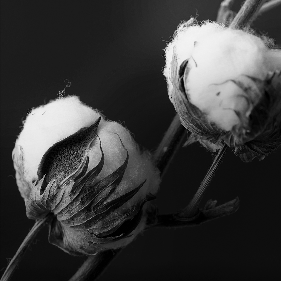 Bomuldsblomster